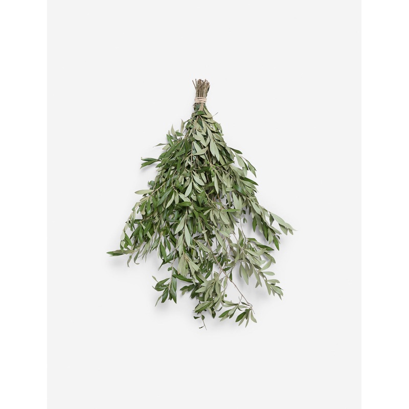 Live Olive Branch Bunch