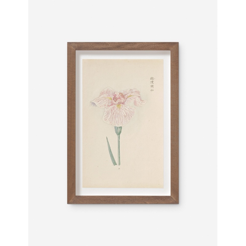 Vintage Japanese Iris No. 17 Wall Art by Miyoshi Manabu