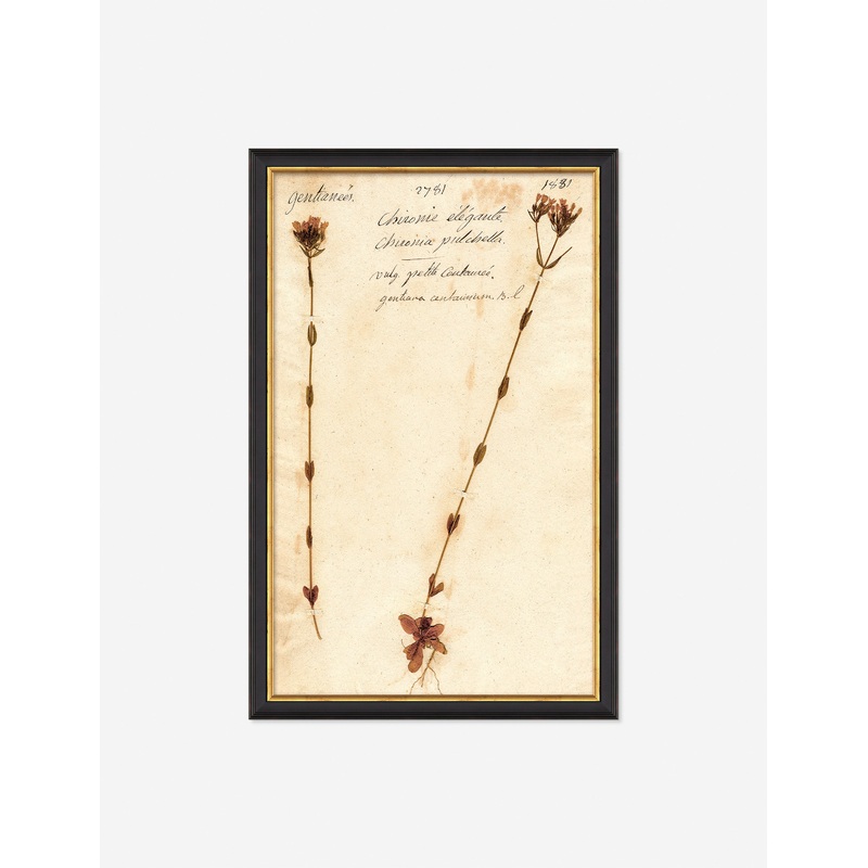 Herbarium D Wall Art Black 11″ x 17″