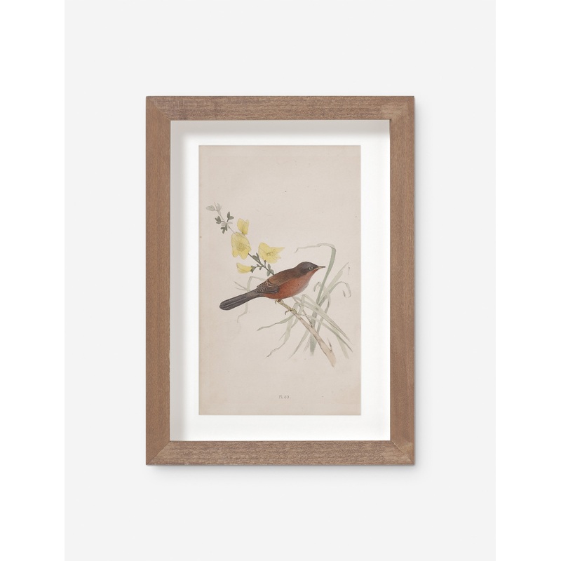 Vintage Bird Watercolor No. 69 Wall Art by Visual Contrast