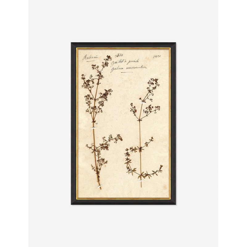 Herbarium B Wall Art Black 11″ x 17″