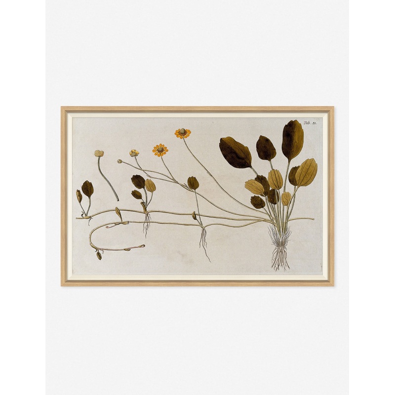 Flowering Plants II Wall Art by Franz Anton Von Scheidl